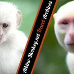 Albino-Monkey.net Travel Archives - A Traveler's Hidden Gem