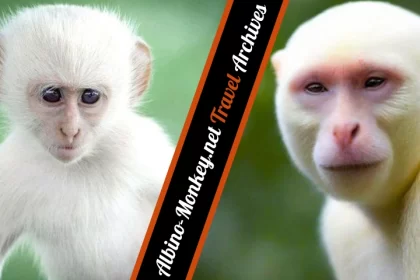 Albino-Monkey.net Travel Archives - A Traveler's Hidden Gem